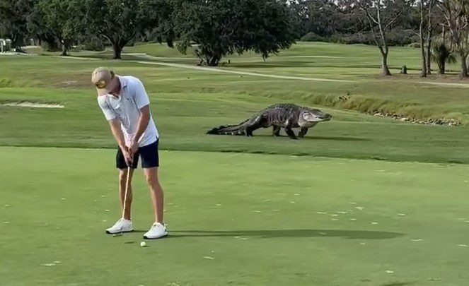 Ein Video zeigt einen riesigen Alligator, der Golfer auf einem Golfplatz in Georgia belästigt ➤ Globenow.info
