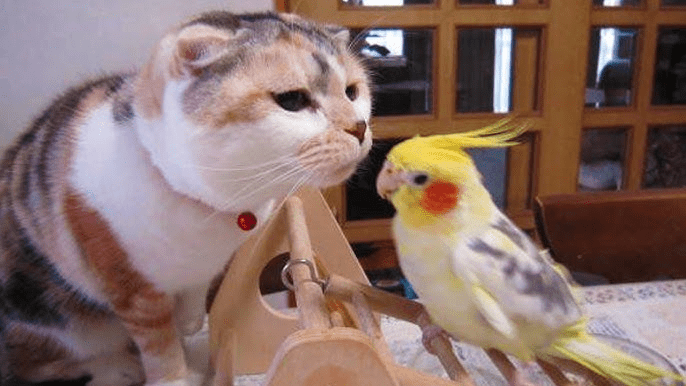 Os gatos não têm NADA neste pássaro sinistro, como um gatinho está prestes a descobrir