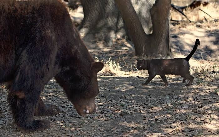 Uma amizade incomum: um gato de rua passa a viver com um urso no zoológico ➤ Globenow.info