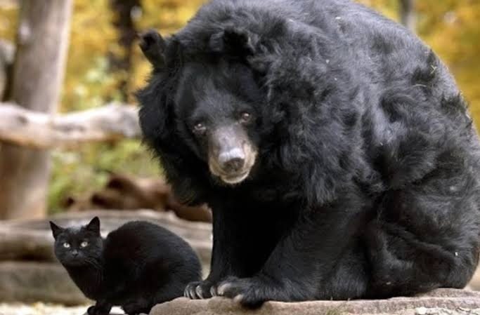Uma amizade incomum: um gato de rua passa a viver com um urso no zoológico ➤ Globenow.info