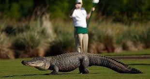 Ein Video zeigt einen riesigen Alligator, der Golfer auf einem Golfplatz in Georgia belästigt