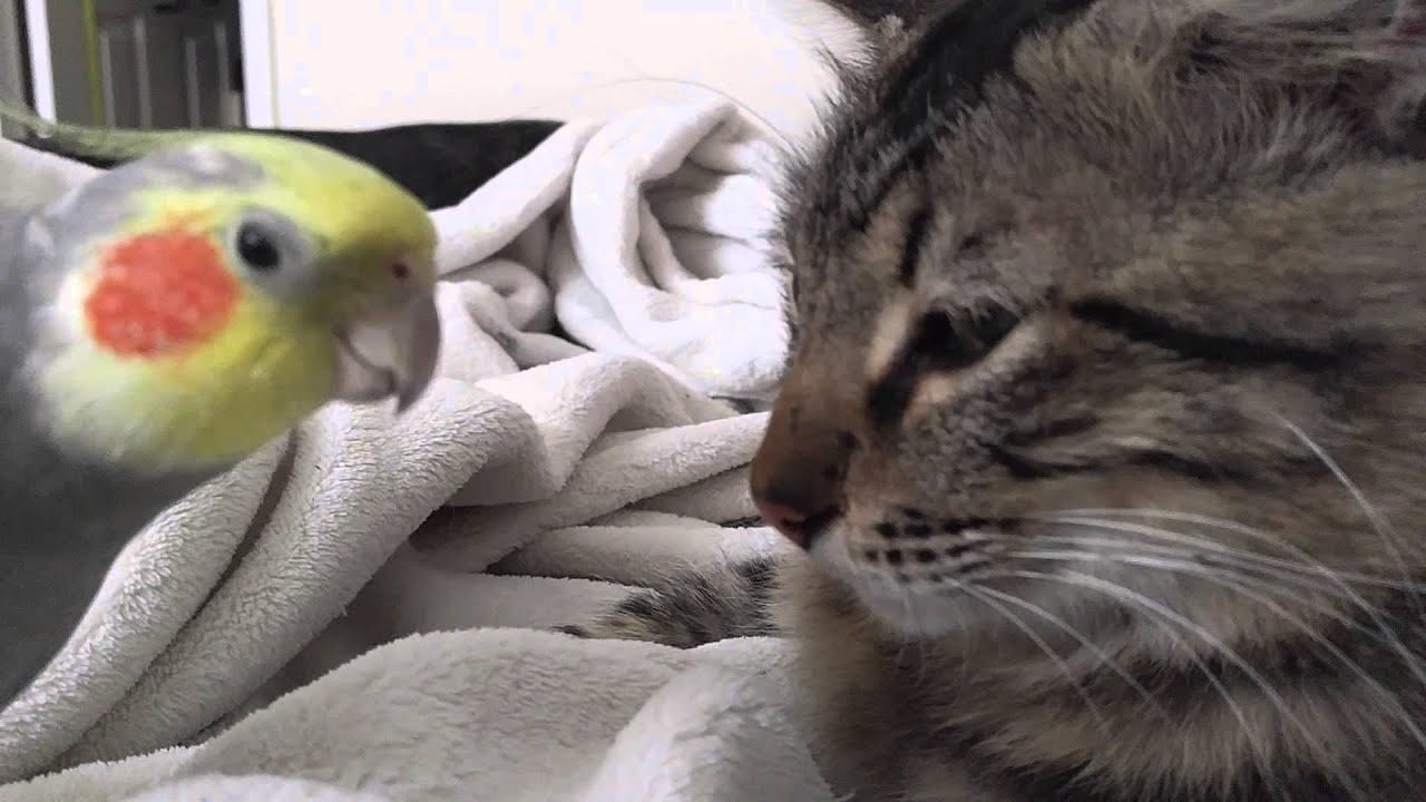 Os gatos não têm NADA neste pássaro sinistro, como um gatinho está prestes a descobrir