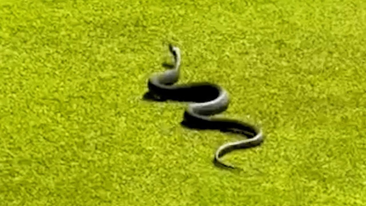 Ein Video aus Australien zeigt eine Giftschlange, die auf dem zweiten Grün aus dem Loch springt und Golfer verblüfft