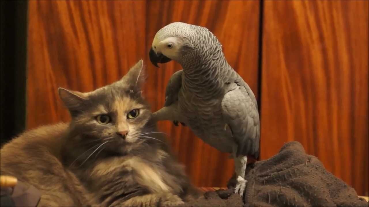 Os gatos não têm NADA neste pássaro sinistro, como um gatinho está prestes a descobrir