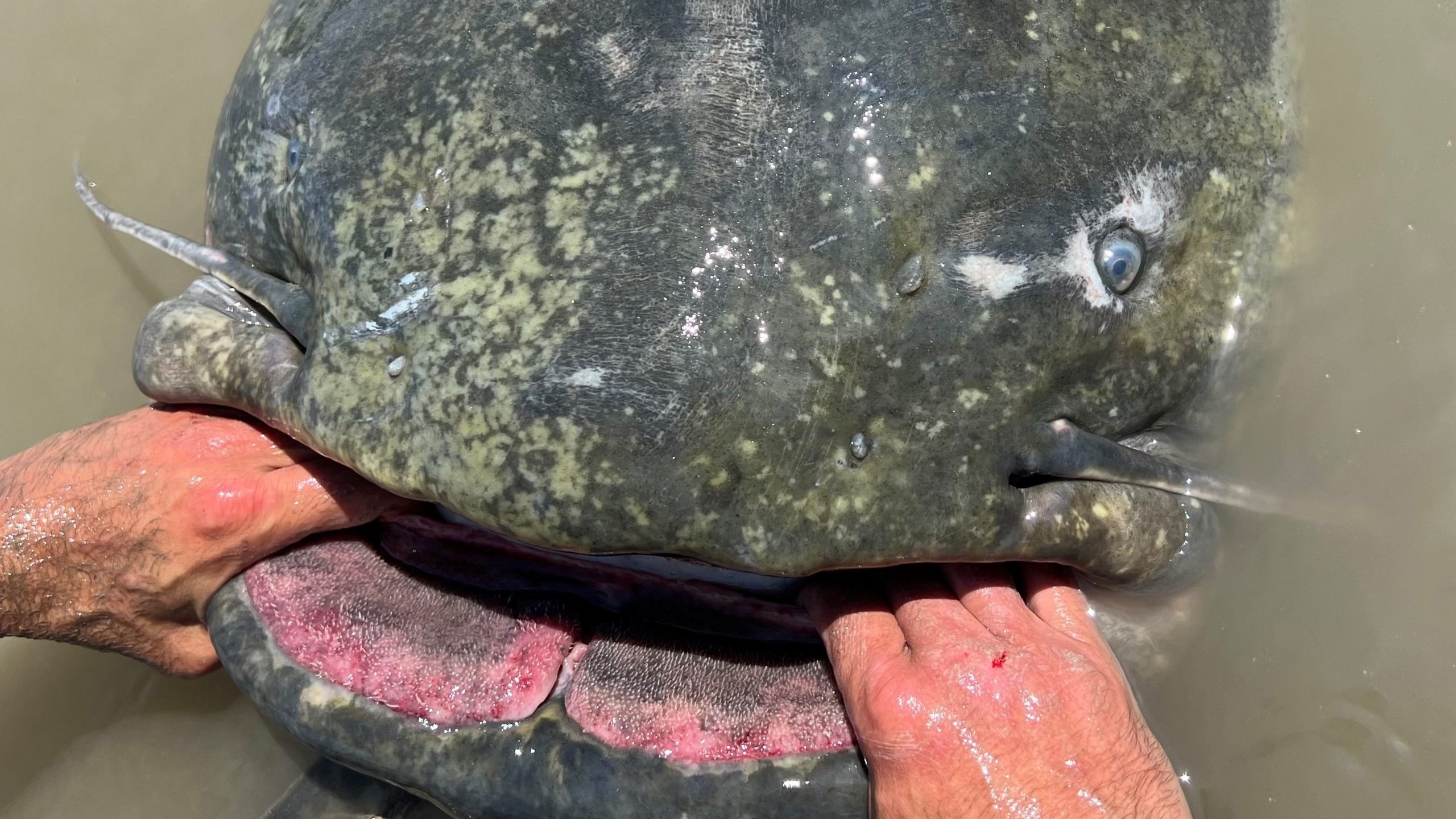 Ein gigantischer, 2,9 Meter langer Wels ist der größte jemals gefangene