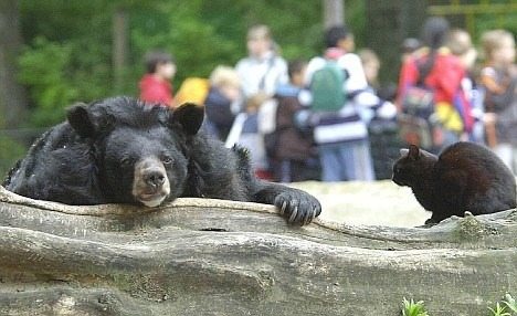Uma amizade incomum: um gato de rua passa a viver com um urso no zoológico