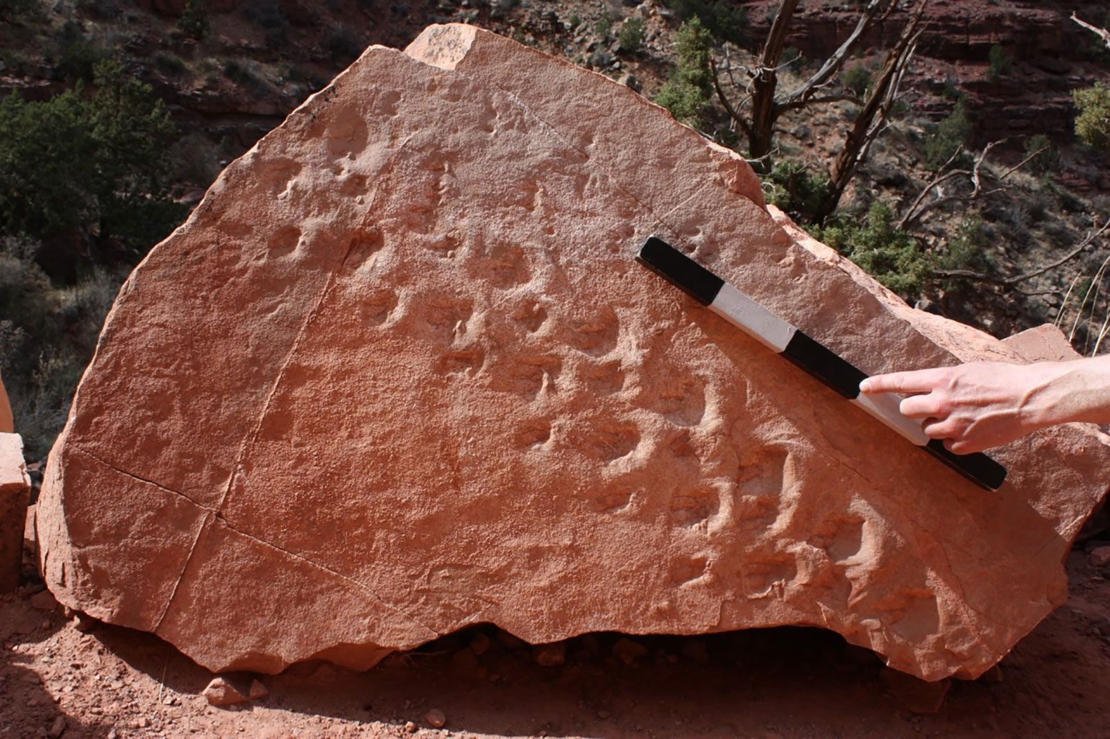 Eine Lawine im Grand Canyon legte die Fußabdrücke eines vor 313 Millionen Jahren lebenden Lebewesens frei