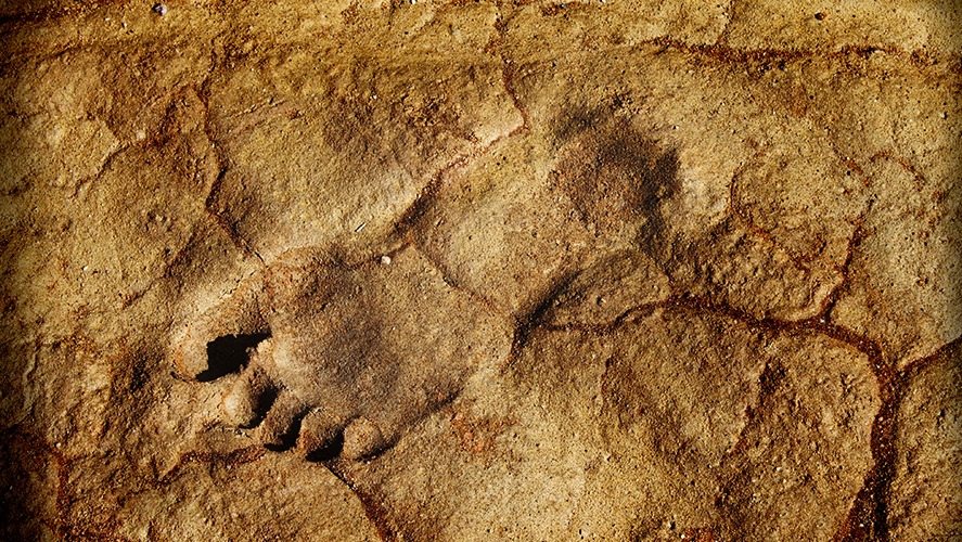 Eine Lawine im Grand Canyon legte die Fußabdrücke eines vor 313 Millionen Jahren lebenden Lebewesens frei