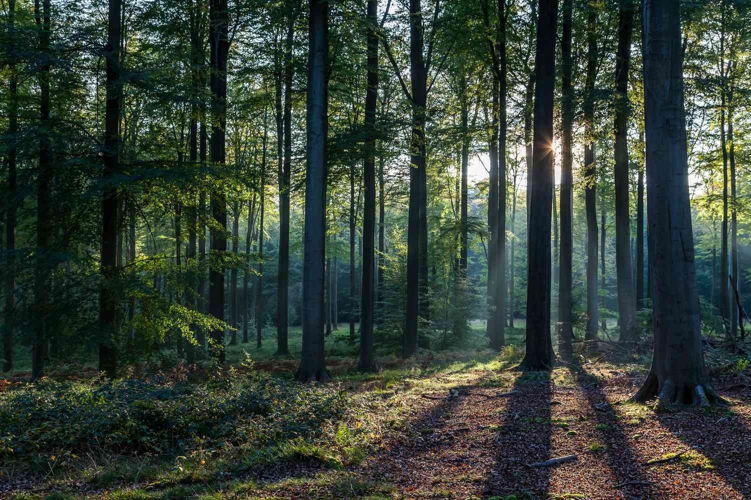Ihr Kätzchen wurde von etwas entführt, das im Wald lauerte – die Nachbarn ahnten nichts von der Gefahr, die von ihm ausging