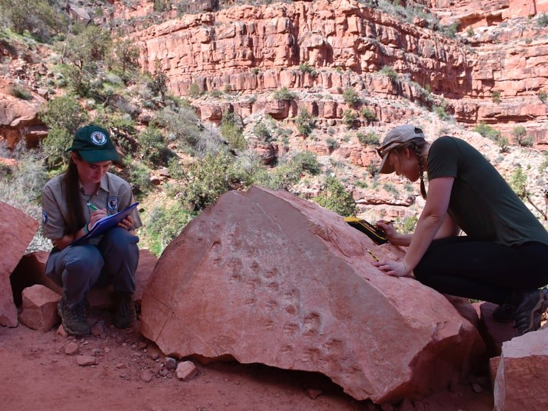 Eine Lawine im Grand Canyon legte die Fußabdrücke eines vor 313 Millionen Jahren lebenden Lebewesens frei ➤ Globenow.info