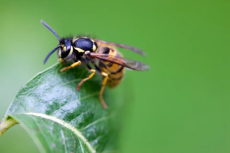 Este sencillo truco te ayudará a repeler a las avispas