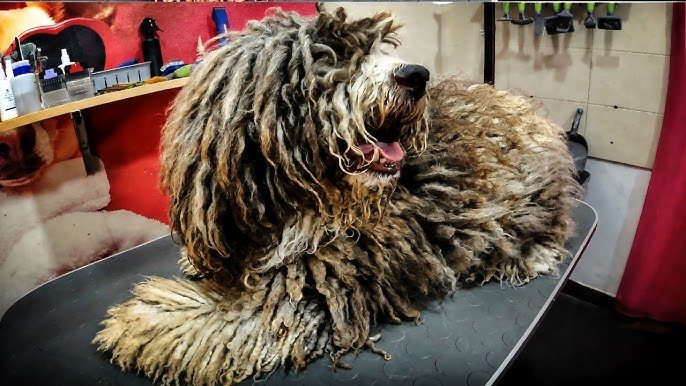 Sie werden nicht glauben, wie dieser Hund vor der Rasur seiner verfilzten Haare aussah!