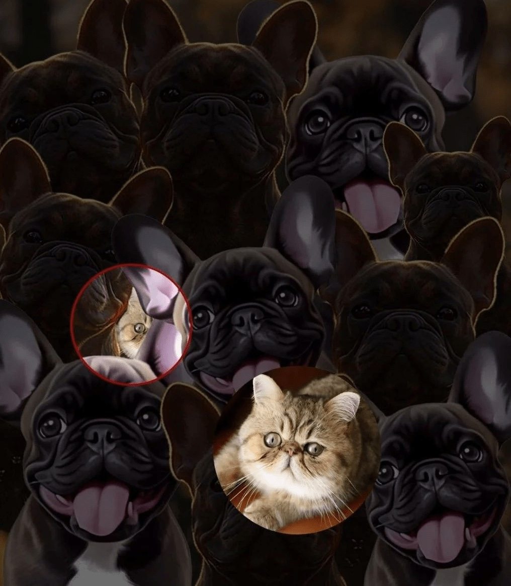 Du bist ein Genie, wenn du die Katze zwischen den Hunden findest – ein Test deiner Aufmerksamkeit!