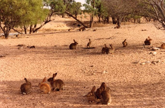 In Australien leben Hunderte Millionen Wildkaninchen. Warum werden sie nicht in großem Stil verzehrt?