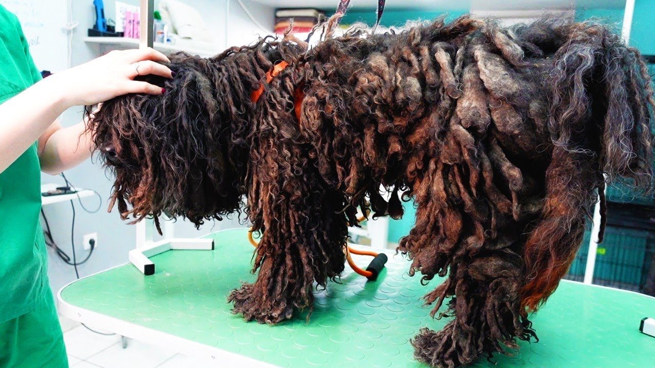 Sie werden nicht glauben, wie dieser Hund vor der Rasur seiner verfilzten Haare aussah! ➤ Globenow.info