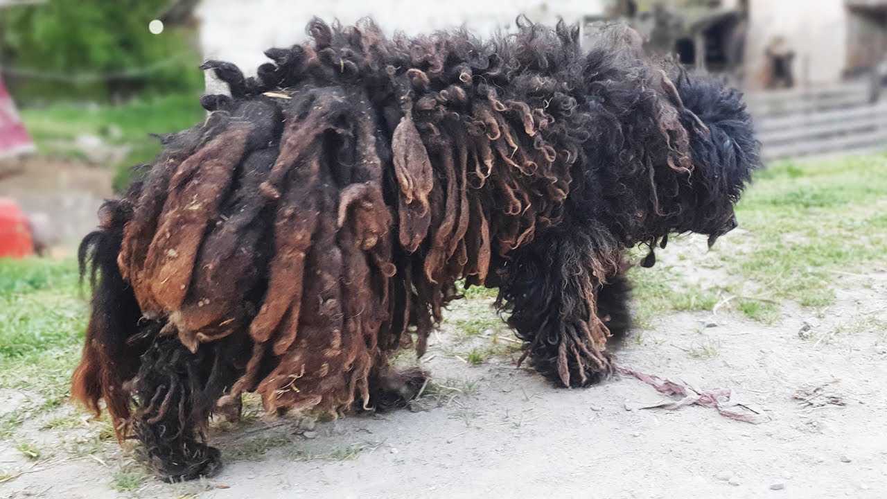 Sie werden nicht glauben, wie dieser Hund vor der Rasur seiner verfilzten Haare aussah!