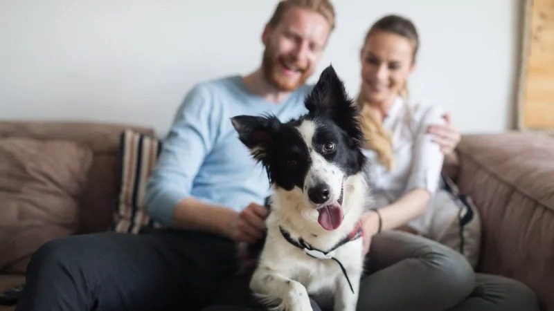 Wenn Ihr Hund über 7 Jahre alt ist, tun Sie dies jeden Abend