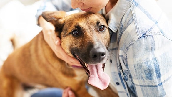 Wenn Ihr Hund über 7 Jahre alt ist, tun Sie dies jeden Abend