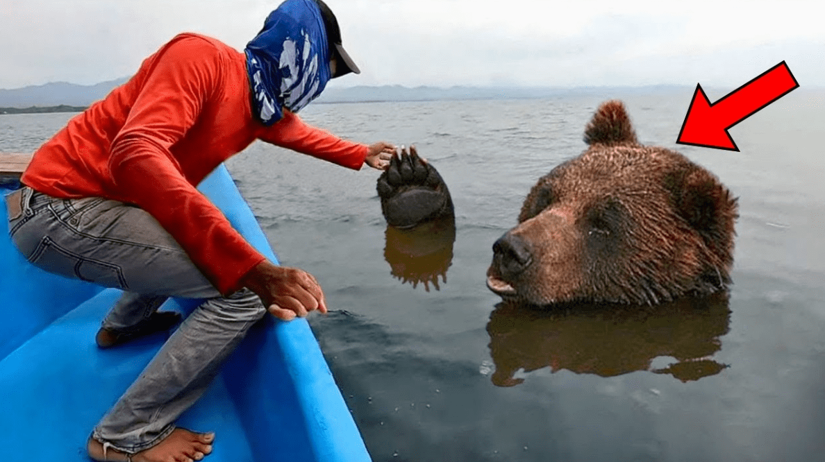 Dieser Bär ertrank im Meer. Unglaublich, was dieser Kerl getan hat!
