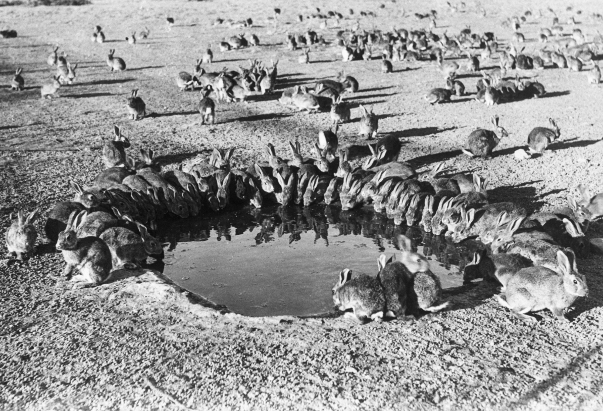 In Australien leben Hunderte Millionen Wildkaninchen. Warum werden sie nicht in großem Stil verzehrt?